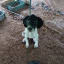 멋진강아지 이미지