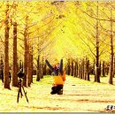 은행나무길 이미지