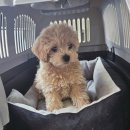 퍼피루미 옥정점 이미지