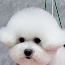 황언니 펫살롱 네이버블로그
