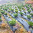 응애농원 이미지