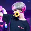 해바라기 하나 이미지