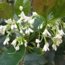 올리브나무 이미지