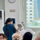 애견미용 이미지