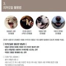 더펫 이미지