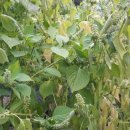 영평농장 이미지