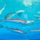 황금코다리오천점 이미지