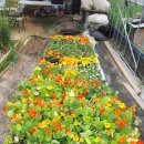 하나뜰농장 이미지