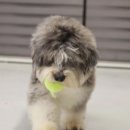 디자인독 이미지