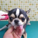 영인면 아산호로 이미지