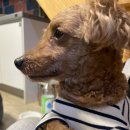 배스킨라빈스하가점 이미지