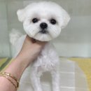 초원애견샵 이미지