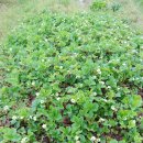 수재농장 이미지