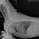 좌천동물병원 이미지