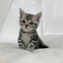 퍼스트 독 앤 캣 이미지