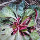 야생화편지 이미지