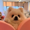 견생유치원 | 다산동 나랑애견유치원 후기:) 우리 구름이 견생 첫 유치원