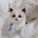 천안고양이 분양 냥블리 이미지