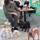 니멍내멍 | 남양주 애견카페 운동장 포토존 한가득 니멍내멍