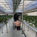 다인농장 | 🍓[고양 일산] 겨울 아기랑 실내 가볼 만한 곳 추천! '다인이네 딸기농장' 100% 예약제 방문 후기