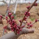 만금 2농장 이미지