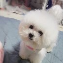 미니도로시 이미지