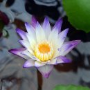 다육사랑화원 이미지