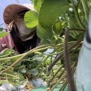 유일농장2 | 호주 워홀 브리즈번 카불쳐 농장 솔직후기 2탄 🍓 딸기 픽킹 &amp; 팩킹 / 세컨 써드비자