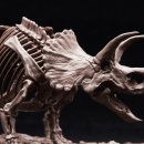 트리케라톱스-2 이미지