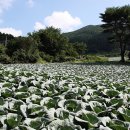 빛고운 이미지