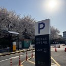 산책길에 | 송파구 벚꽃명소 서울아산병원 옆 성내천산책길 벚꽃구경 후기