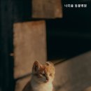 나리울동물병원 | 강남동물병원 나리울 동물병원 병원 선택 시 참고 기준