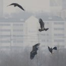 참수리 이미지