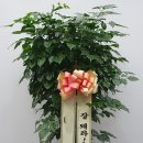 유정 Flower 이미지