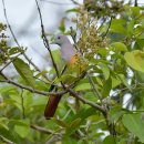 보르네오 섬의 새47 - pink necked green pigeon 이미지