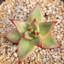 별따오기 이미지