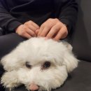 꽃길걷개 이미지