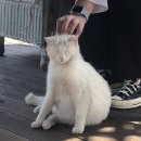 개냥이 세계 이미지