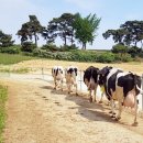 장현목장 이미지