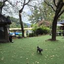 숲속 댕댕이(애견미용실) | 경주애견카페 멍멍이와숲속에서 실버푸들 여행