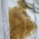 동물병원 산책 이미지