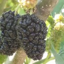 방장산 농장 이미지