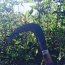 사월1리마을 이미지