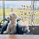 양지카서비스 | 경기도 강아지랑 직접 다녀온 애견 동반 가볼 만한 곳 추천 10곳