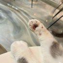하남/미사 고양이카페 이색데이트 냥냥하우스 후기