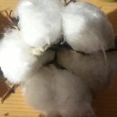 경주코튼빌리지 이미지