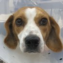 안동동물의료센터 이미지