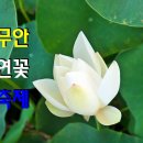 무안백련지토종갓(주)농업회사법인 | 무안연꽃축제 다양한 체험과 특산품이 가득한 i-쿨존 얼음나라 무안여행
