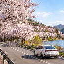 하천(대전천1) | 2026 대전 벚꽃 개화시기 명소 정리 대청호부터 테미공원까지 완벽 코스