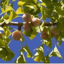 자연안마원 이미지